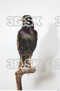 Starling-Sturnus vulgaris 0009